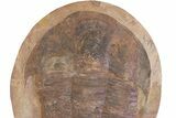 Giant Asaphid Trilobite (Basilicus) - Fezouata Formation #381212-2